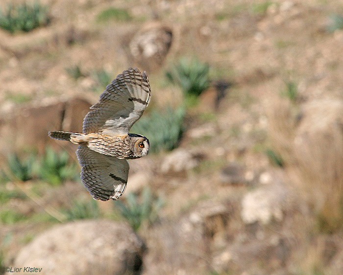 Long-eared Owl (Eurasian) - Lior Kislev