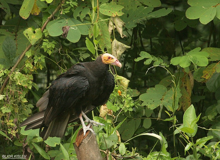 Lesser Yellow-headed Vulture - ML206176021
