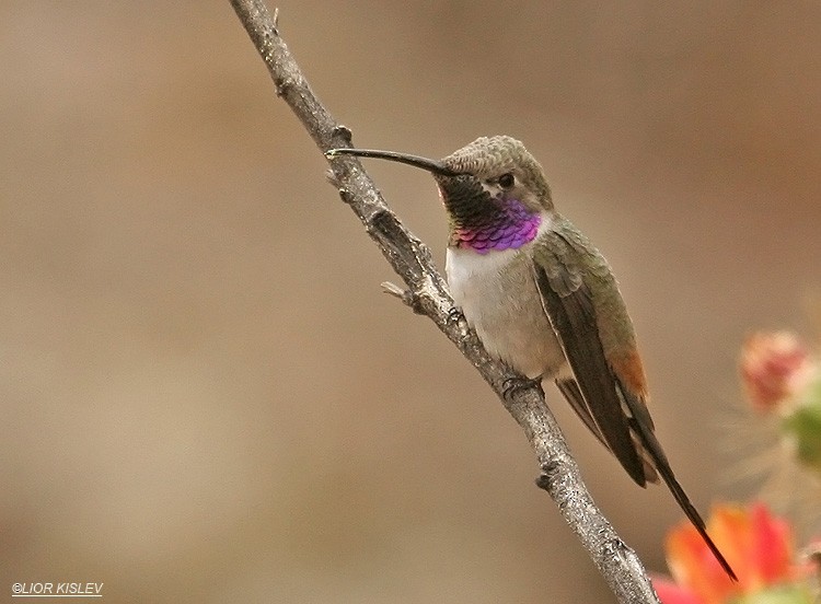 Oasis Hummingbird - Lior Kislev