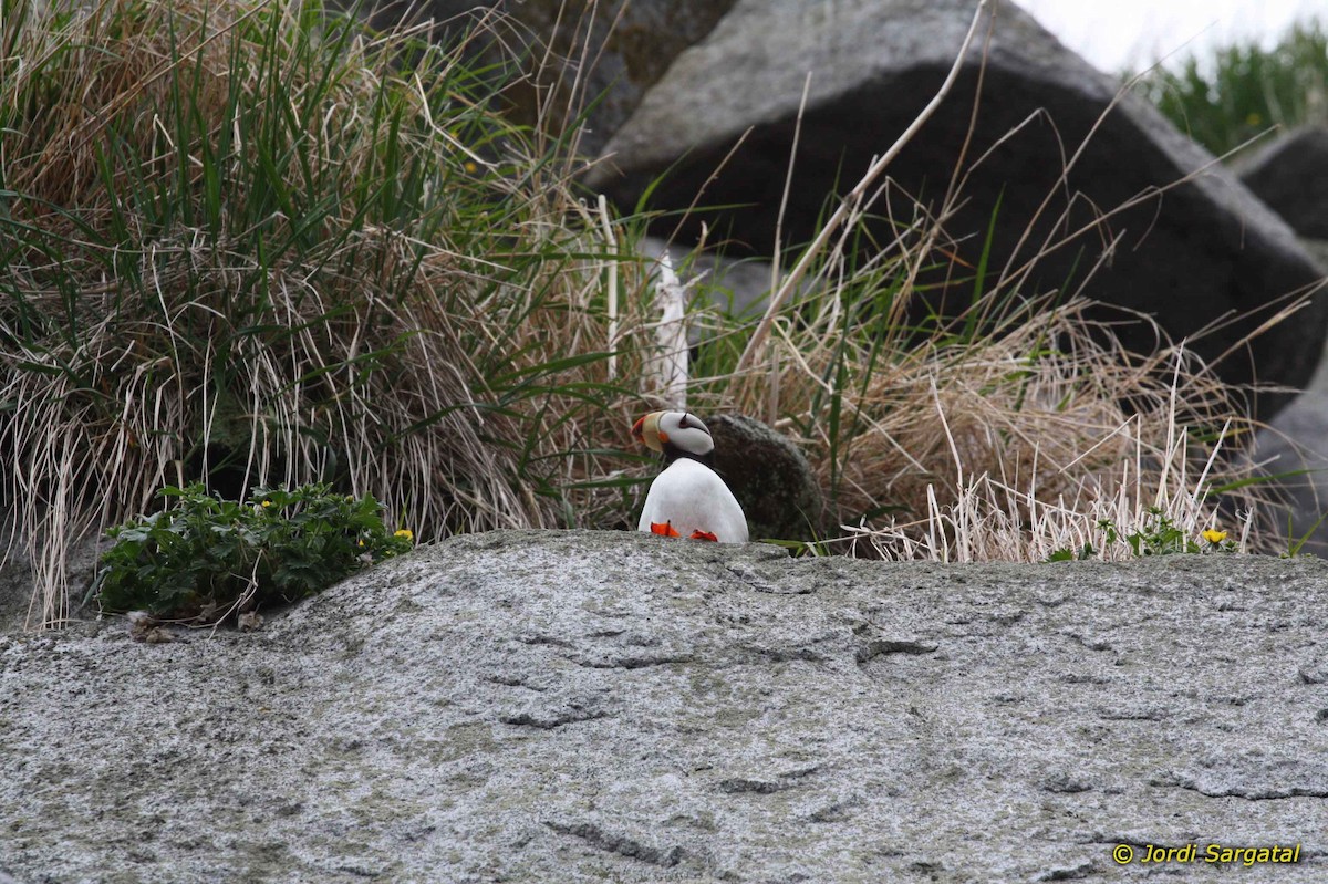 Horned Puffin - ML206176141