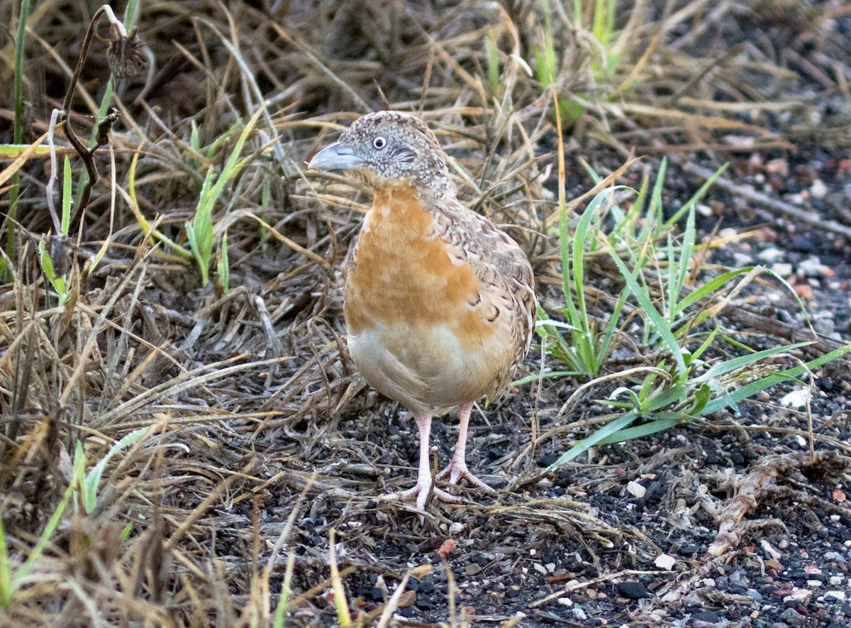 Red-chested Buttonquail - ML206176521