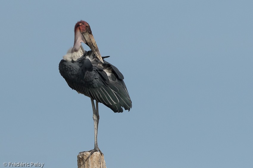Marabou Stork - Frédéric PELSY