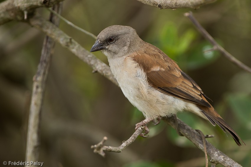 Northern Gray-headed Sparrow - Frédéric PELSY