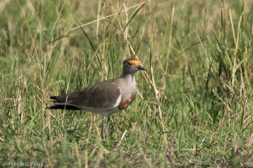Brown-chested Lapwing - ML206176651