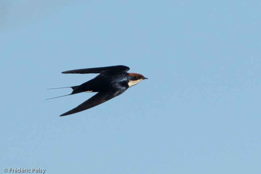 Wire-tailed Swallow - Frédéric PELSY