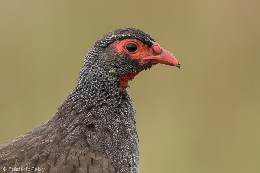 Red-necked Francolin (Cranch's) - ML206176711