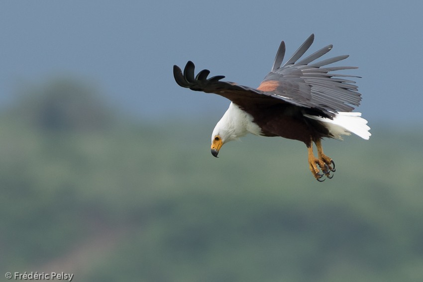 African Fish-Eagle - ML206176831