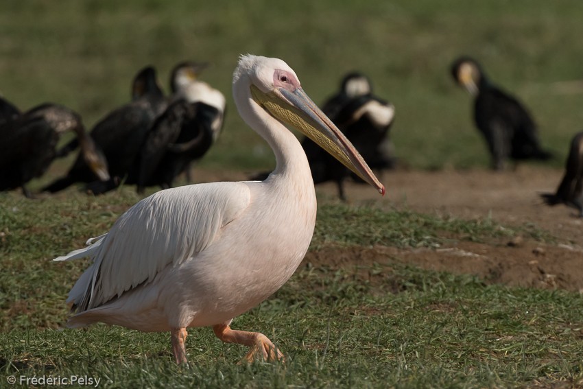 Great White Pelican - Frédéric PELSY