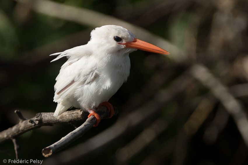 Malachite Kingfisher (Mainland) - Frédéric PELSY