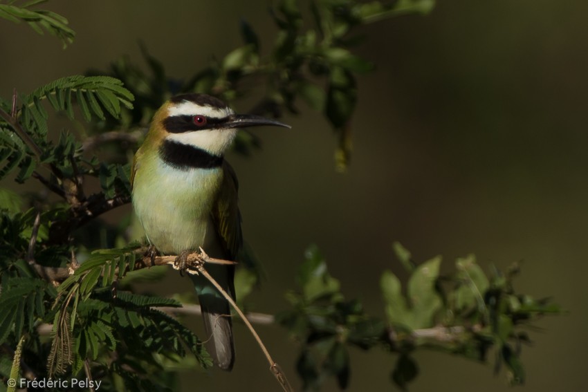 White-throated Bee-eater - Frédéric PELSY