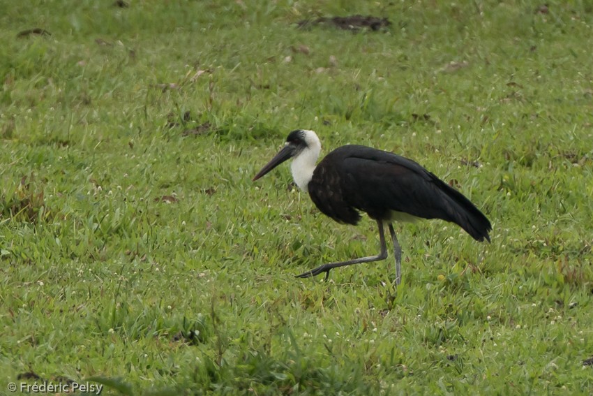 African Woolly-necked Stork - Frédéric PELSY