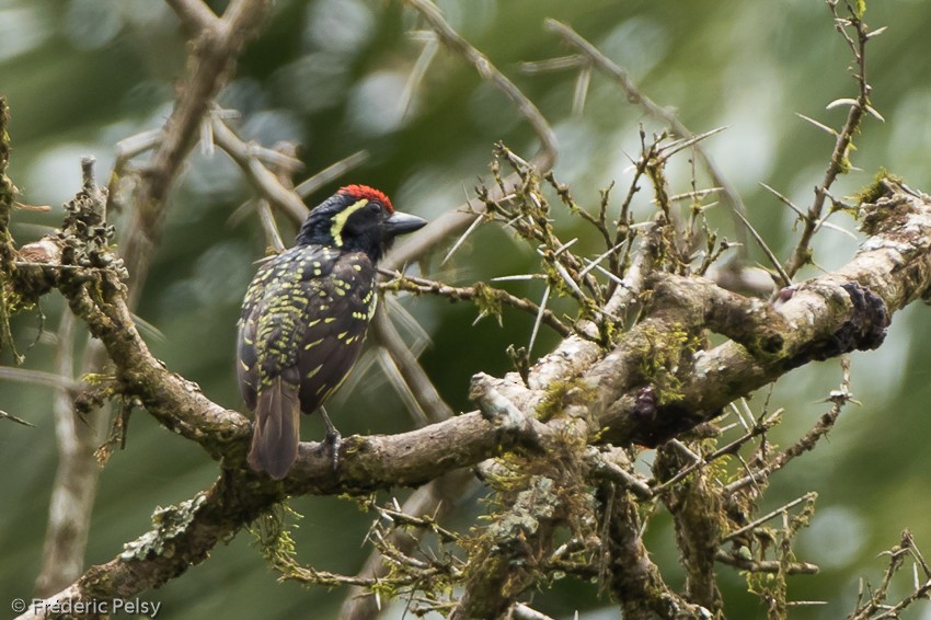 Yellow-spotted Barbet - ML206177091