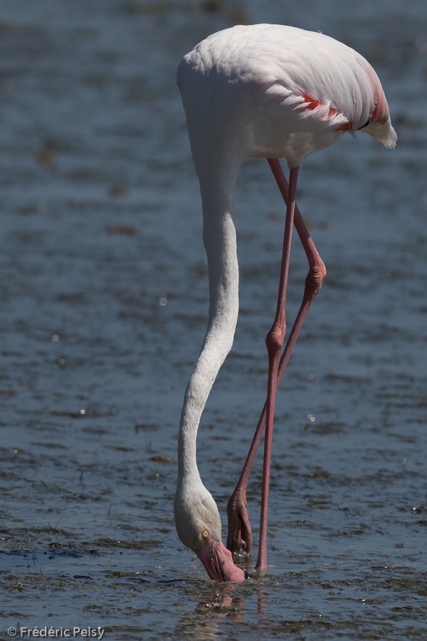 Greater Flamingo - ML206177311