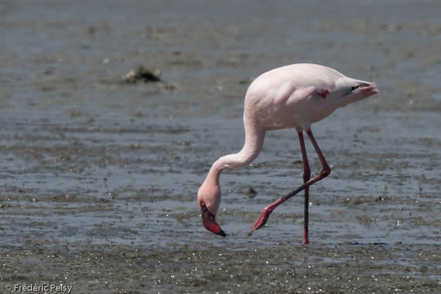 Lesser Flamingo - Frédéric PELSY
