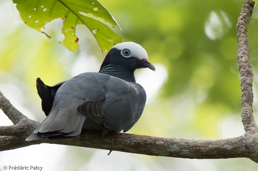 White-crowned Pigeon - Frédéric PELSY