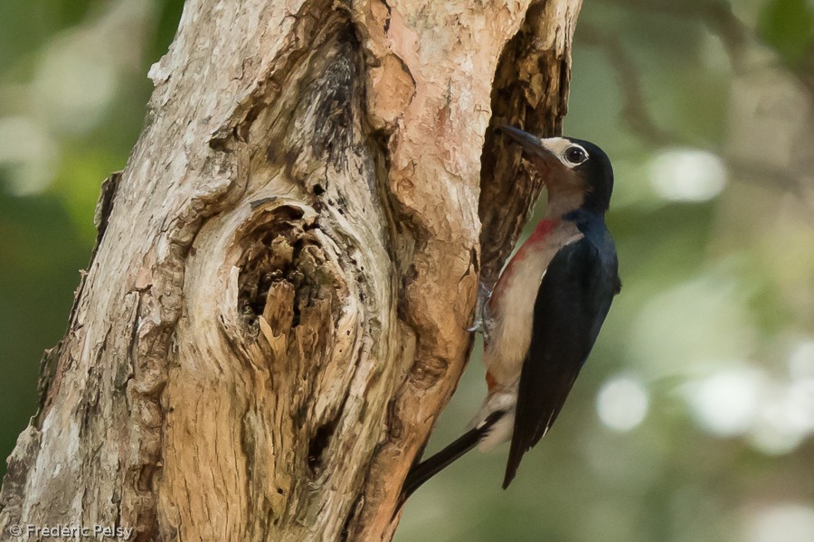 Puerto Rican Woodpecker - ML206177651
