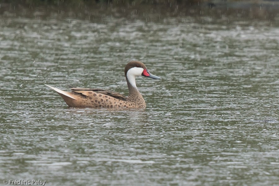 White-cheeked Pintail (White-cheeked) - Frédéric PELSY
