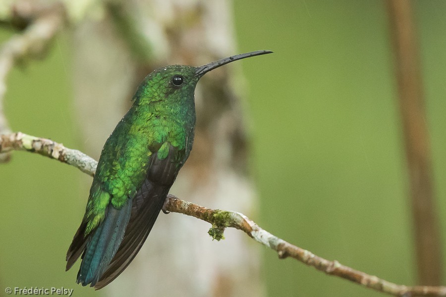 kolibřík smaragdový - ML206177721