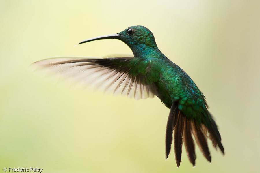 kolibřík smaragdový - ML206177741