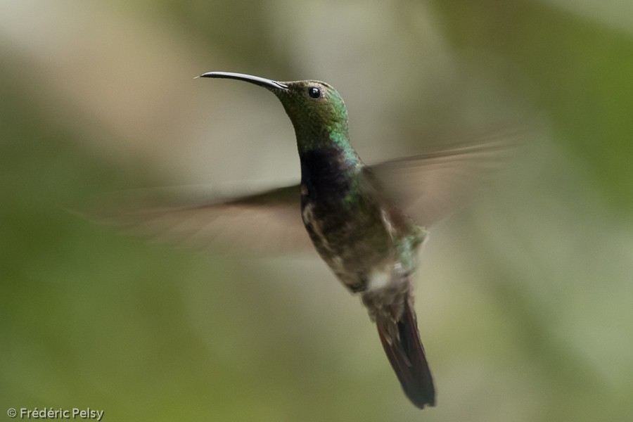 kolibřík tmavoprsý - ML206177751