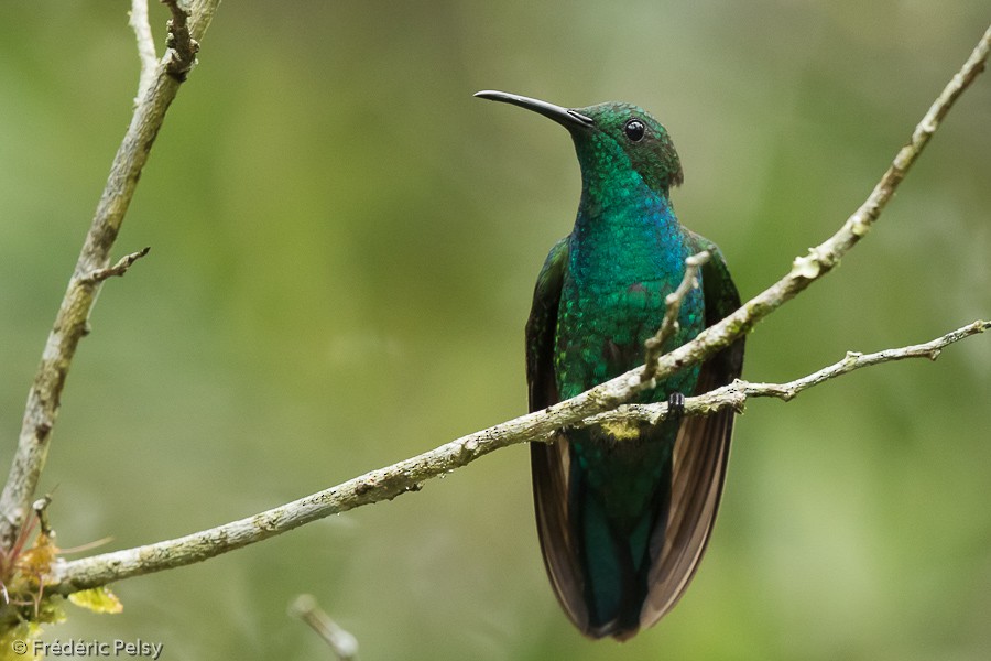 kolibřík smaragdový - ML206177771