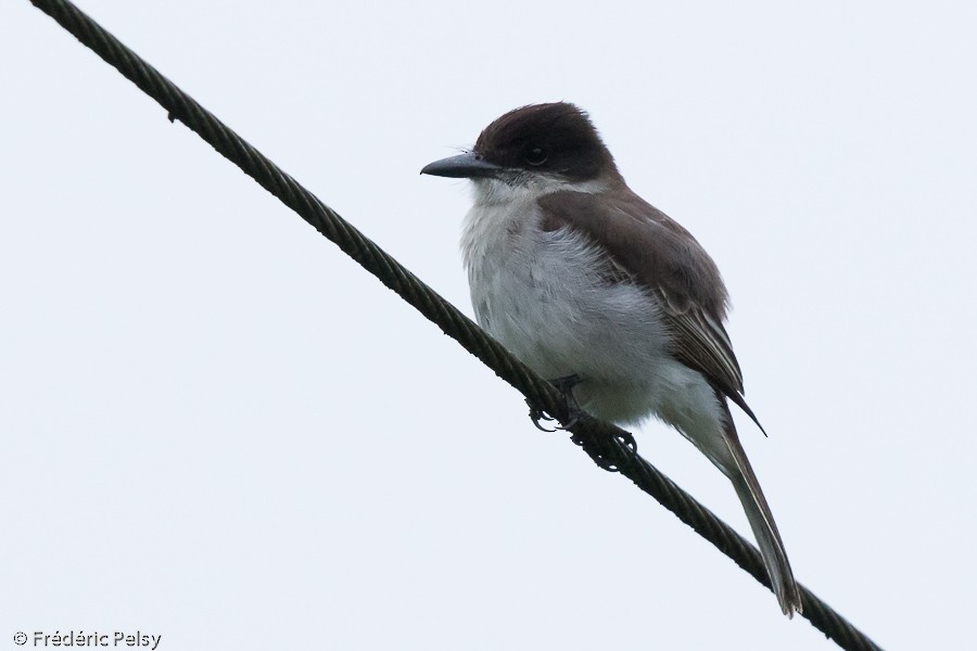 Loggerhead Kingbird (Puerto Rico) - Frédéric PELSY
