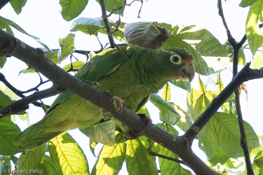 Puerto Rican Parrot - Frédéric PELSY