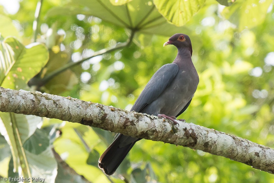 Scaly-naped Pigeon - Frédéric PELSY