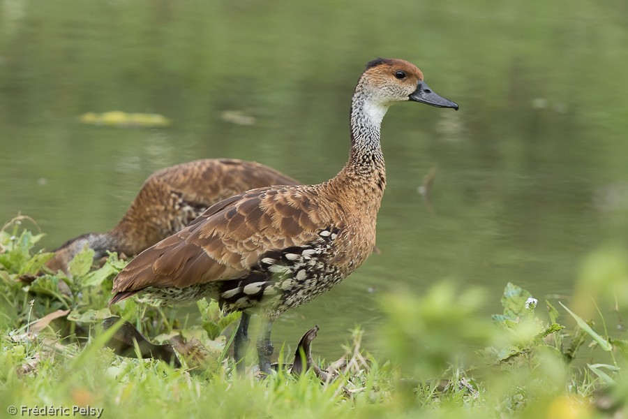 West Indian Whistling-Duck - Frédéric PELSY