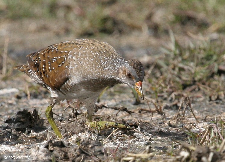 Spotted Crake - ML206178191