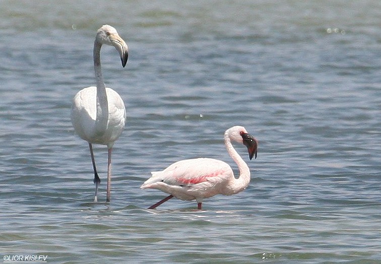 Lesser Flamingo - Lior Kislev