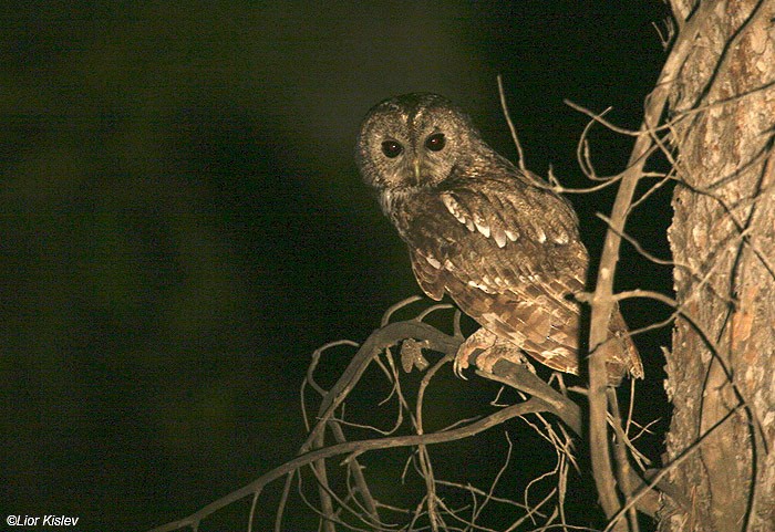 Tawny Owl - Lior Kislev