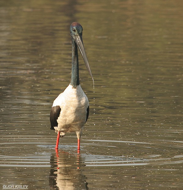Black-necked Stork - Lior Kislev