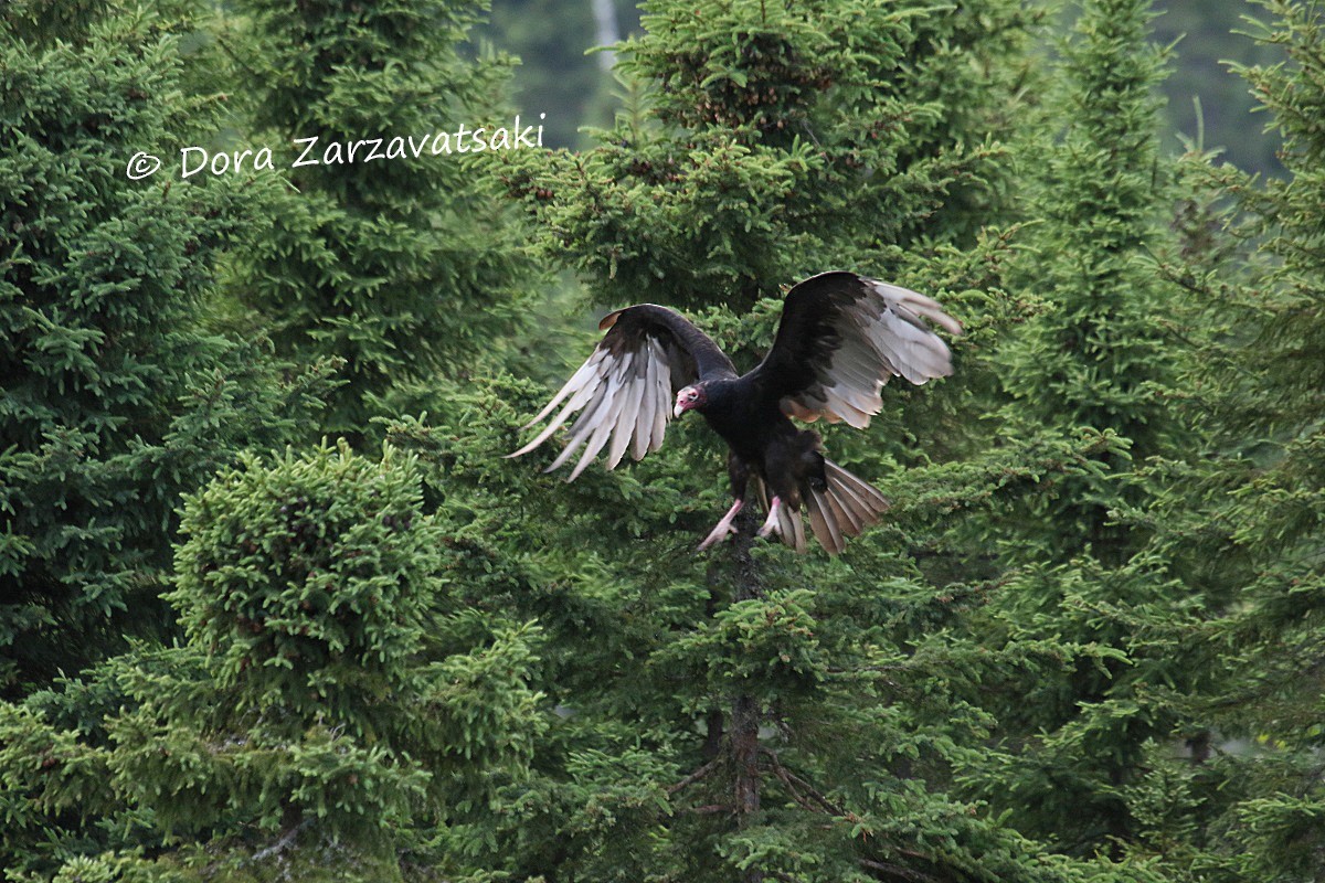 Turkey Vulture (Northern) - Dora  Zarzavatsaki