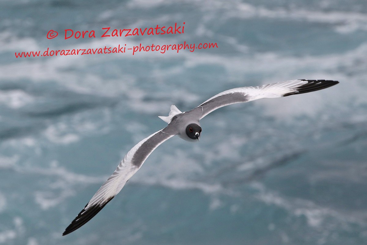 Swallow-tailed Gull - Dora  Zarzavatsaki