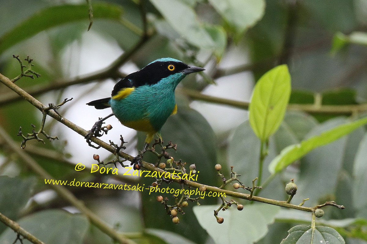 Black-faced Dacnis (Yellow-tufted) - ML206179051