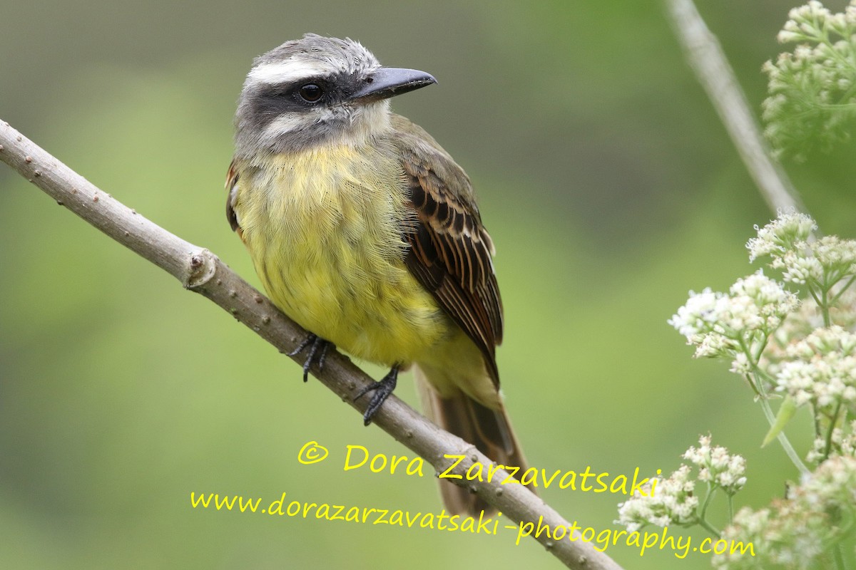 Golden-bellied Flycatcher - Dora  Zarzavatsaki
