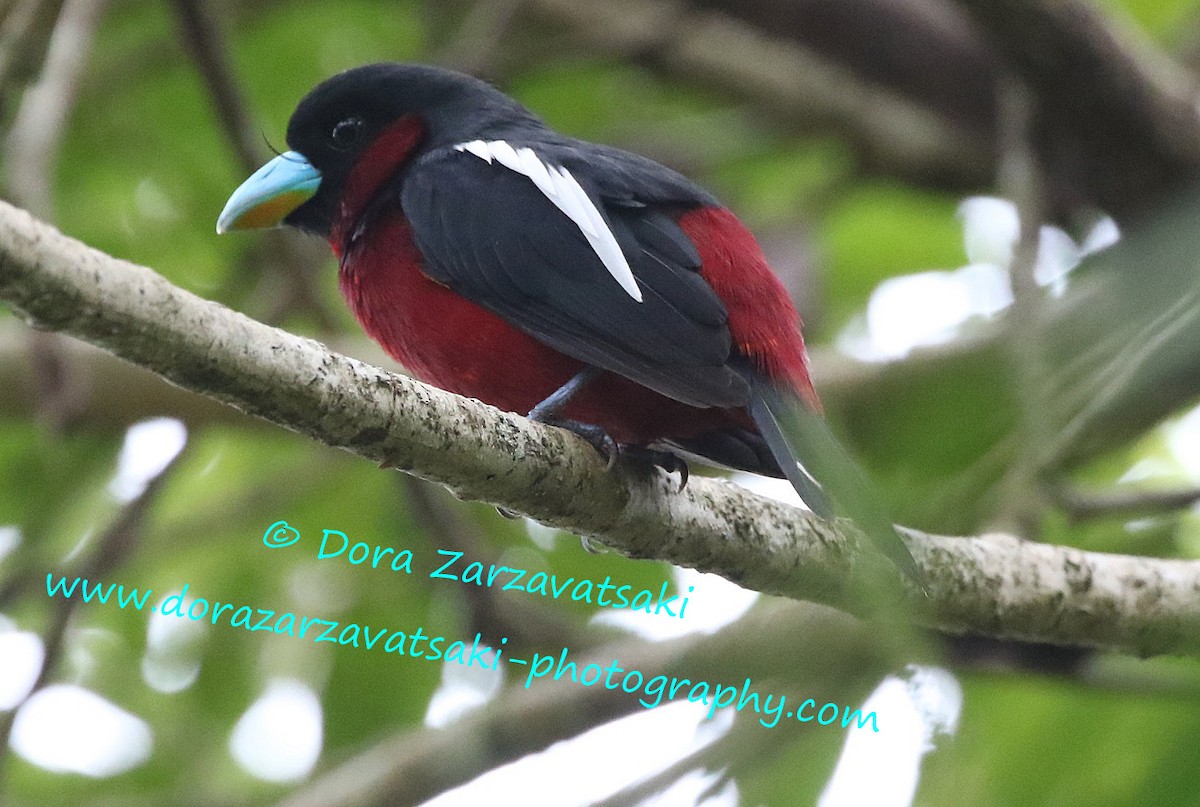 Black-and-red Broadbill (Black-and-red) - Dora  Zarzavatsaki
