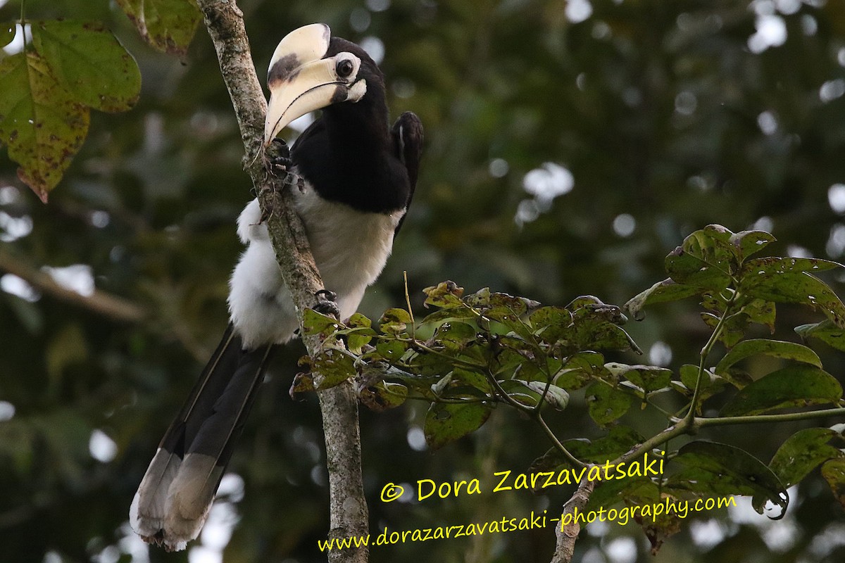 Oriental Pied-Hornbill - Dora  Zarzavatsaki