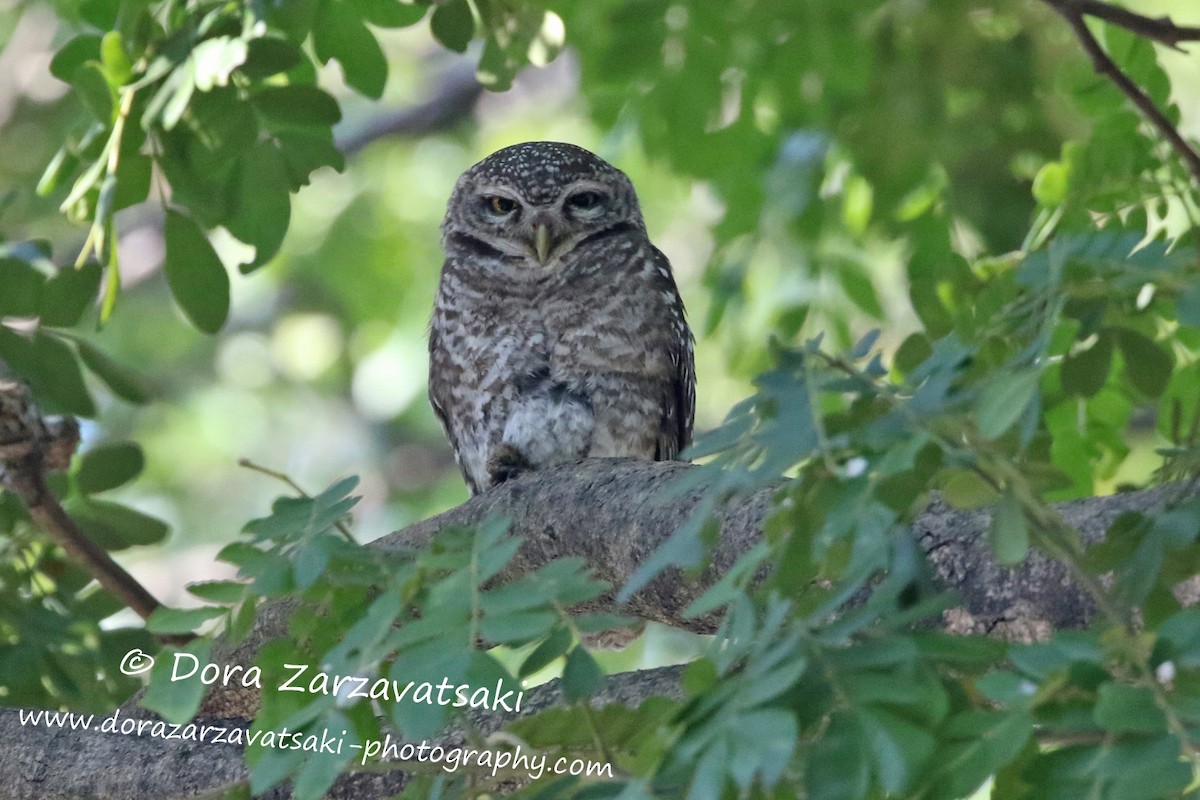 Spotted Owlet - Dora  Zarzavatsaki