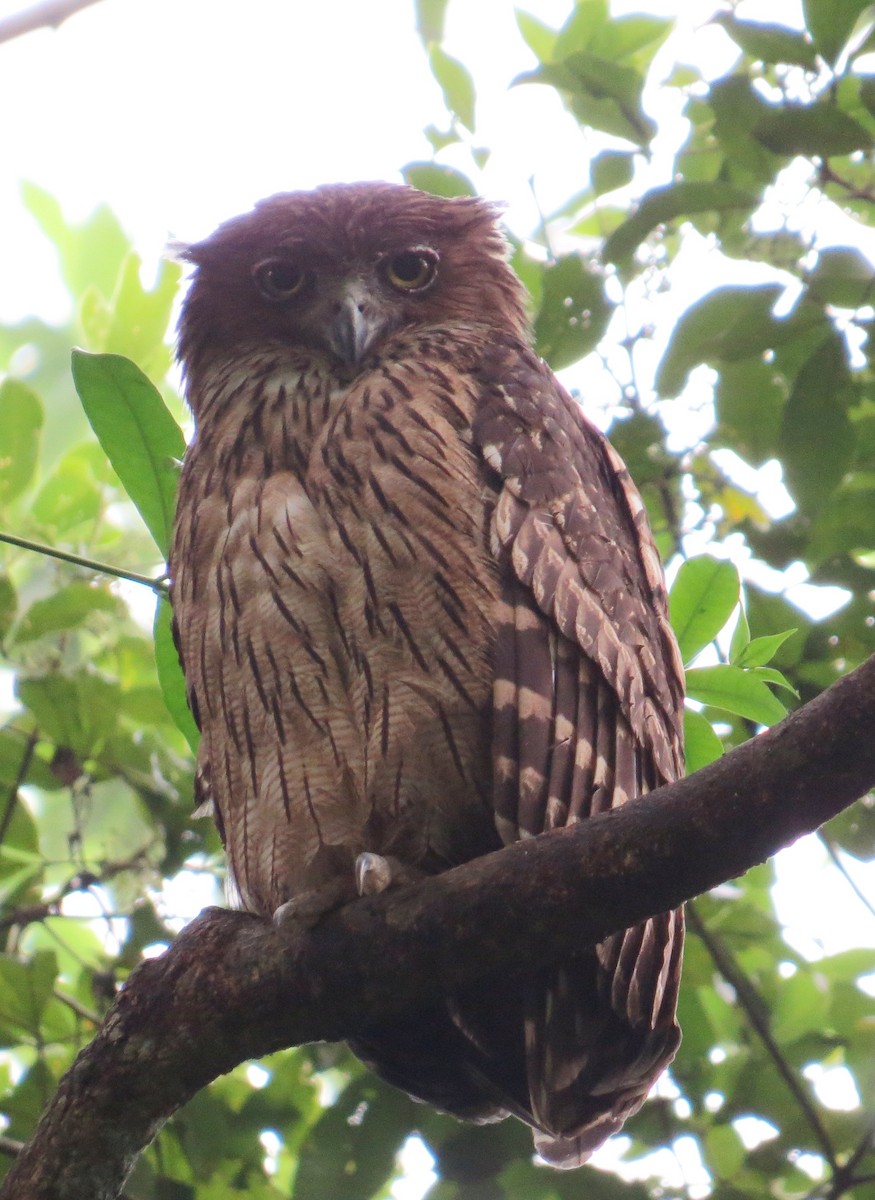 Brown Fish-Owl - Athula Edirisinghe