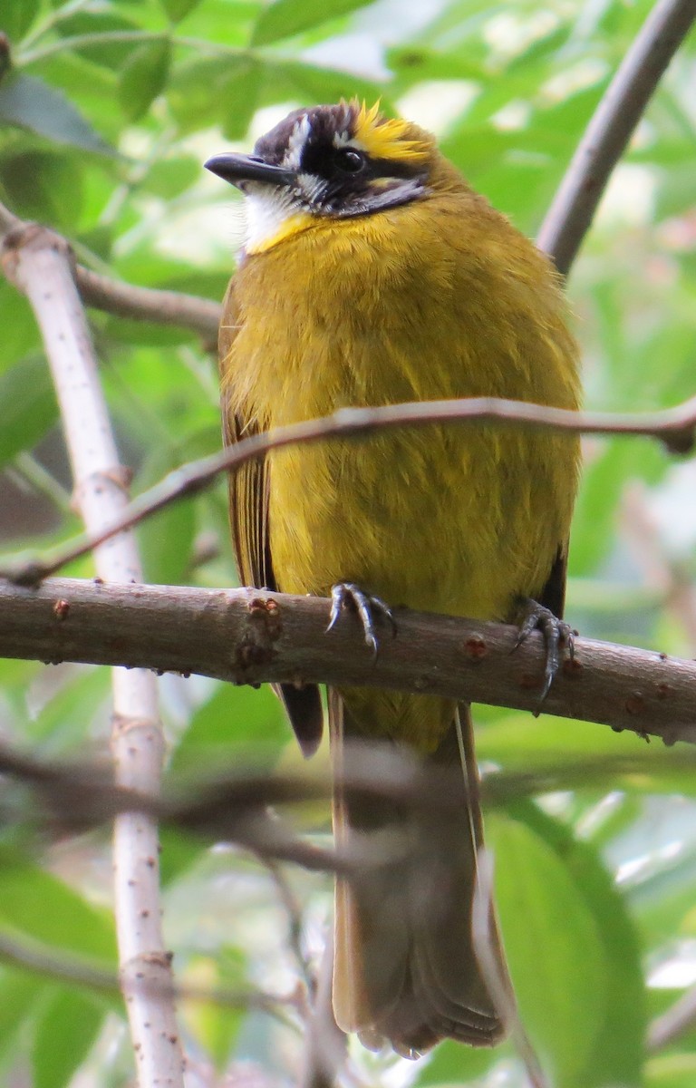 Yellow-eared Bulbul - Athula Edirisinghe