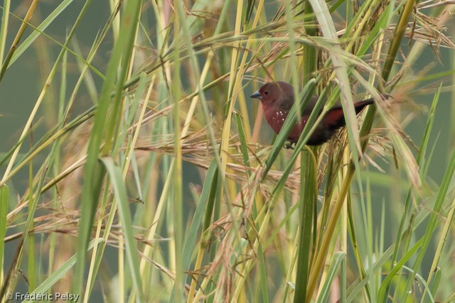 Photos - African Firefinch - Lagonosticta rubricata - Birds of the World