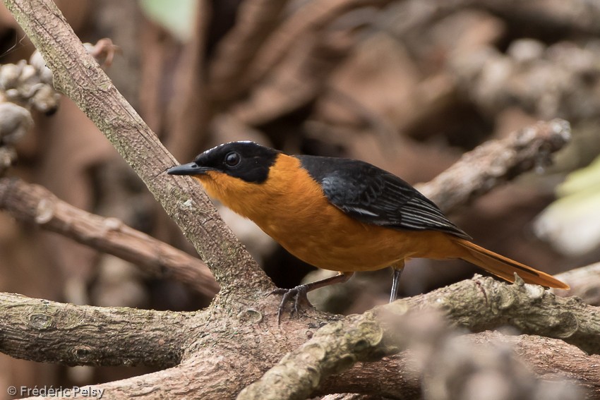 Snowy-crowned Robin-Chat - ML206179391