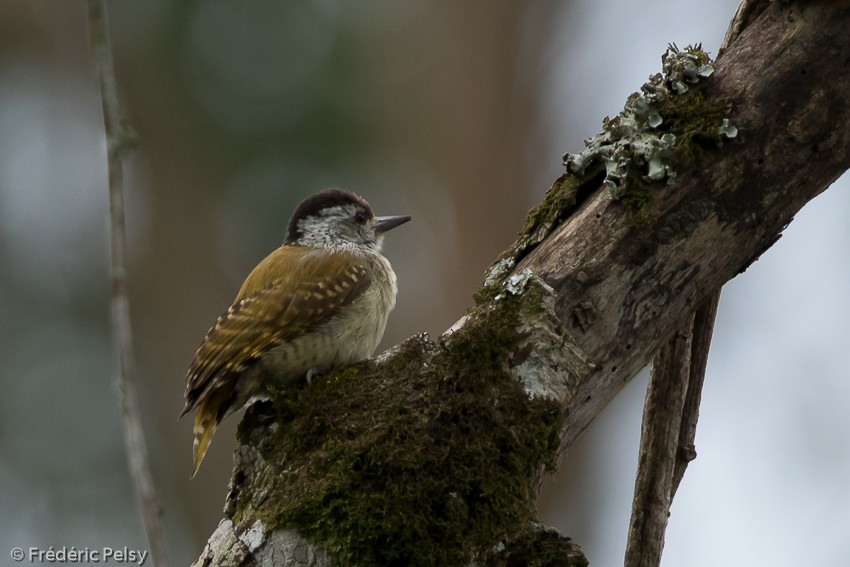 Speckle-breasted Woodpecker - ML206179411