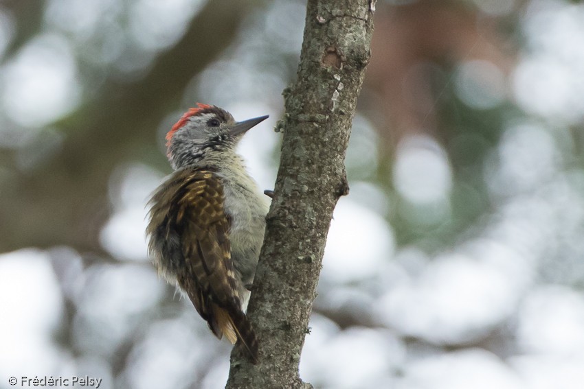 Speckle-breasted Woodpecker - ML206179421