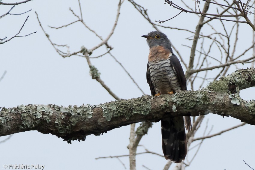 Red-chested Cuckoo - ML206179441