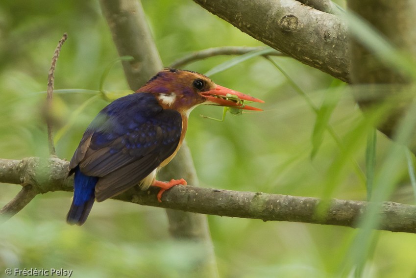 African Pygmy Kingfisher - ML206179481