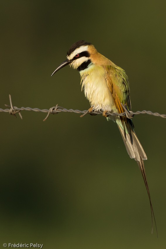 White-throated Bee-eater - ML206179531