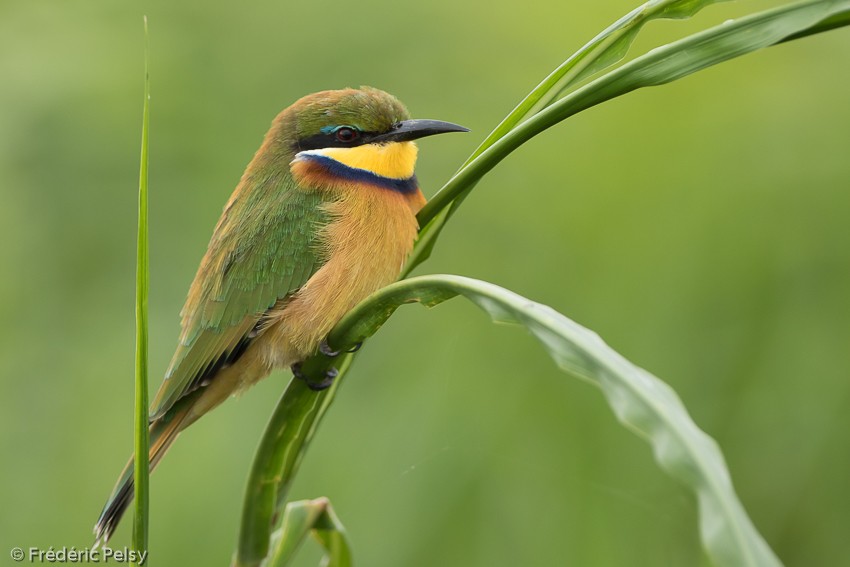 Blue-breasted Bee-eater - ML206179601